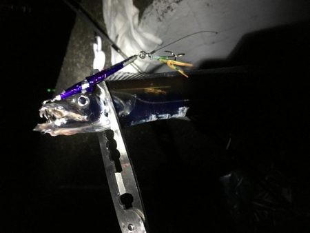 タチウオは好調